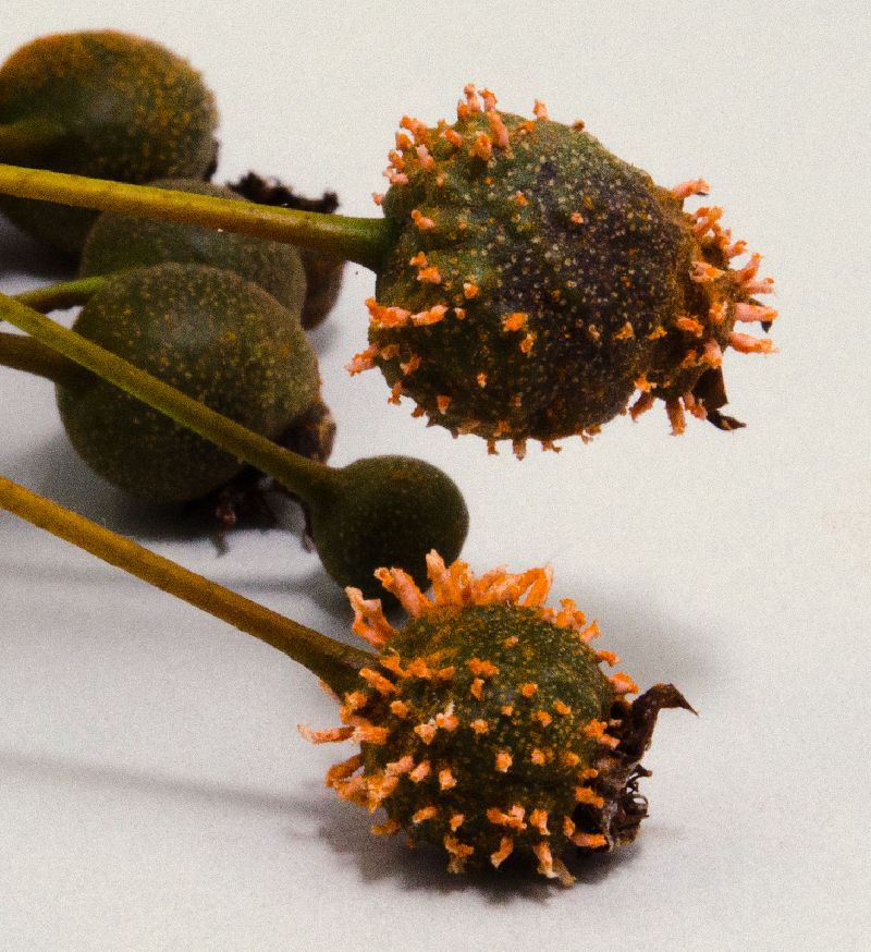 Gymnosporangium clavipes image