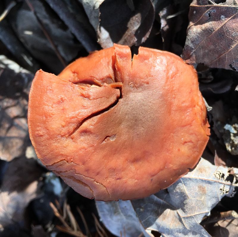 Gymnopilus image