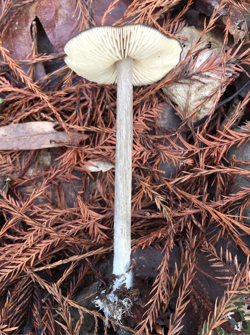 Entoloma hirtipes image