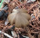 Entoloma hirtipes image
