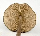 Entoloma hirtipes image