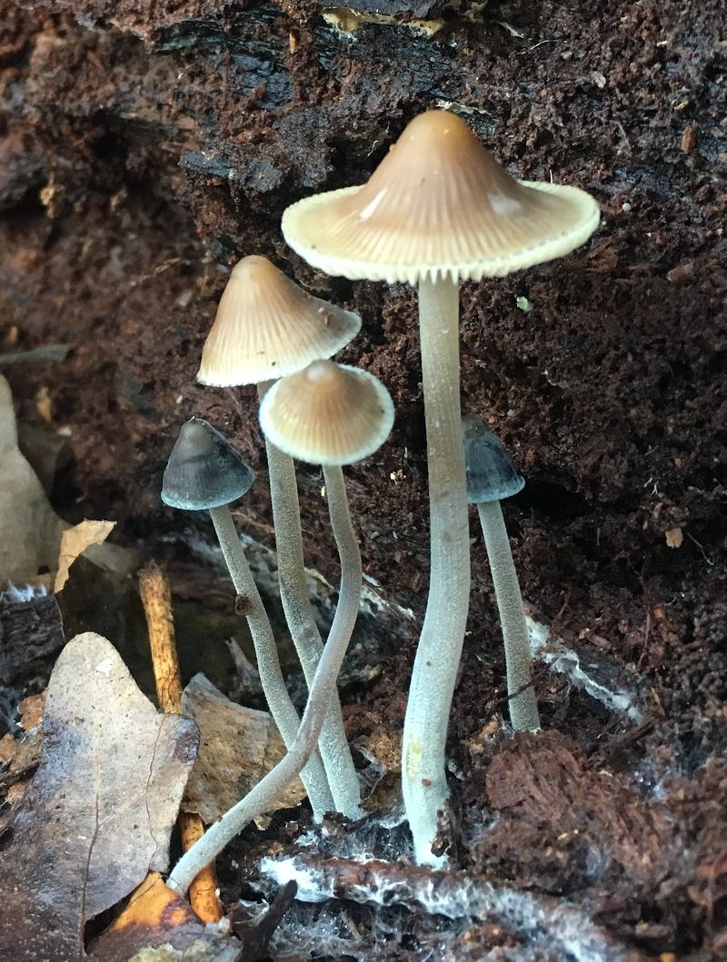 Mycena image