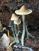 Image of Mycena subcaerulea