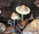 Mycena subcaerulea image