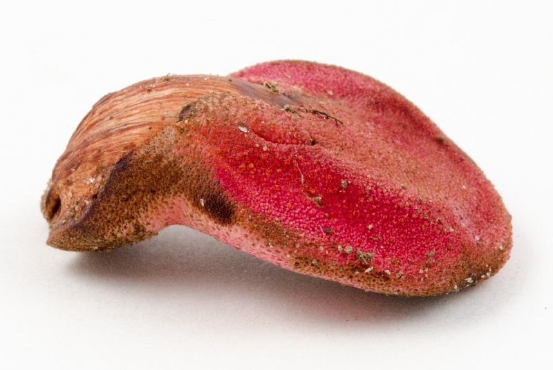 Fistulina hepatica image