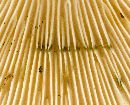 Lactifluus allardii image