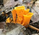 Cantharellus odoratus image