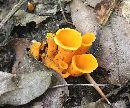 Cantharellus odoratus image