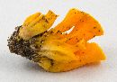 Cantharellus odoratus image