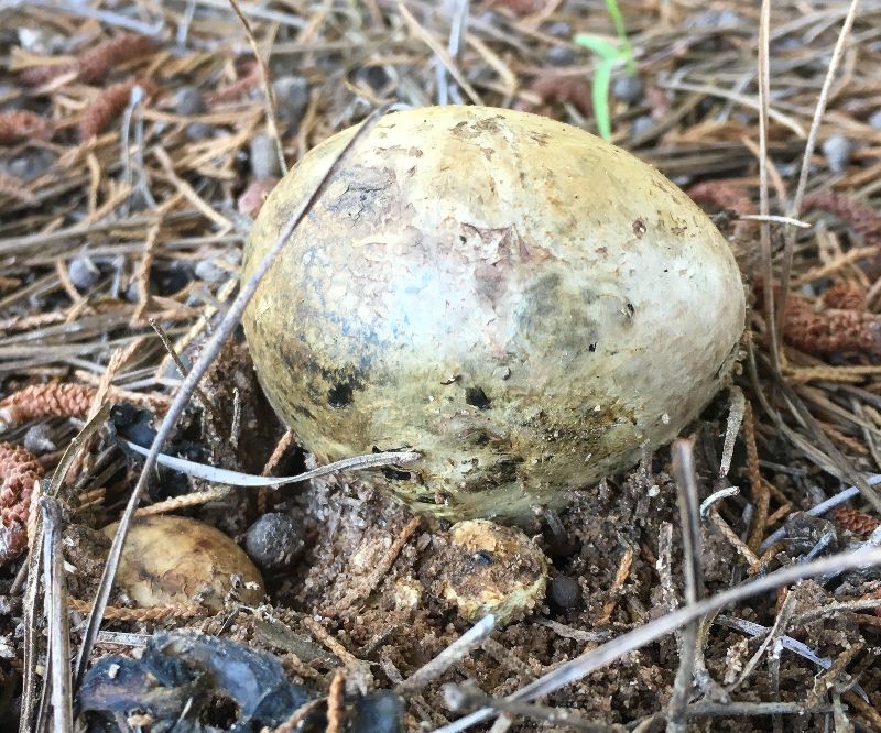 Pisolithus arhizus image