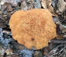 Polyporus radicatus image