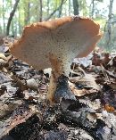 Polyporus radicatus image