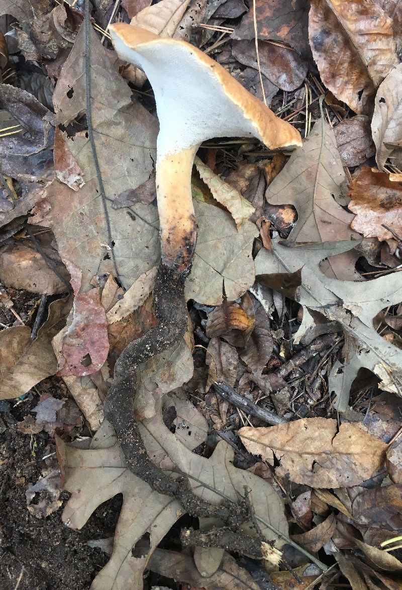 Polyporus radicatus image