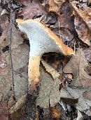 Polyporus radicatus image