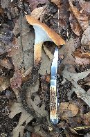 Polyporus radicatus image