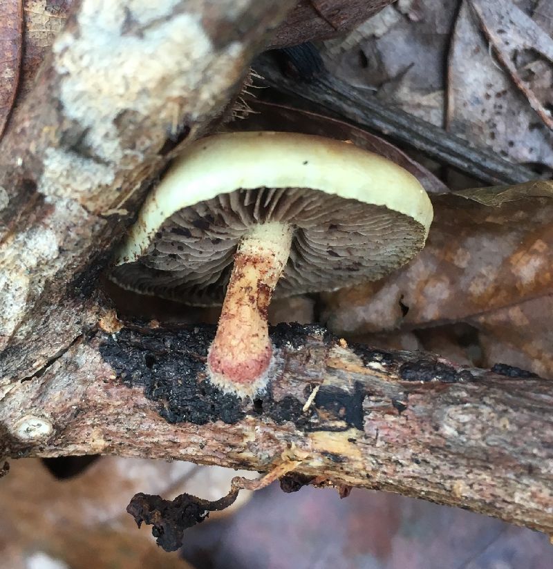 Pholiota polychroa image