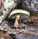 Pholiota polychroa image