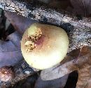 Pholiota polychroa image