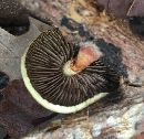 Pholiota polychroa image