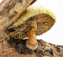 Pholiota polychroa image