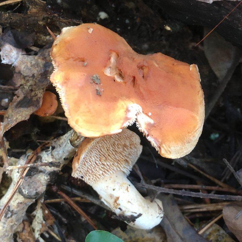 Hydnum repandum image