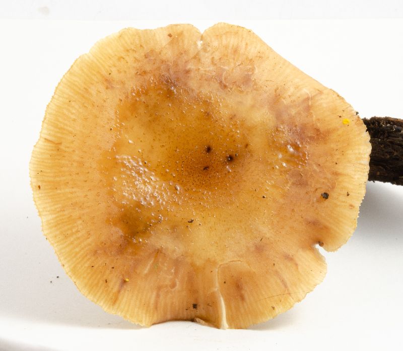 Armillaria image