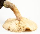 Armillaria gallica image