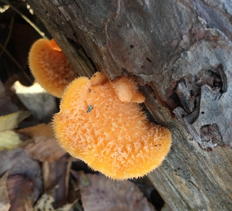 Phyllotopsis image