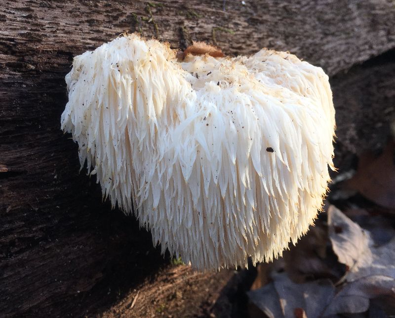 Hericium erinaceus image