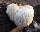 Hericium erinaceus image