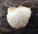 Hericium erinaceus image