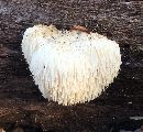 Hericium erinaceus image