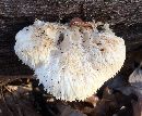 Hericium erinaceus image