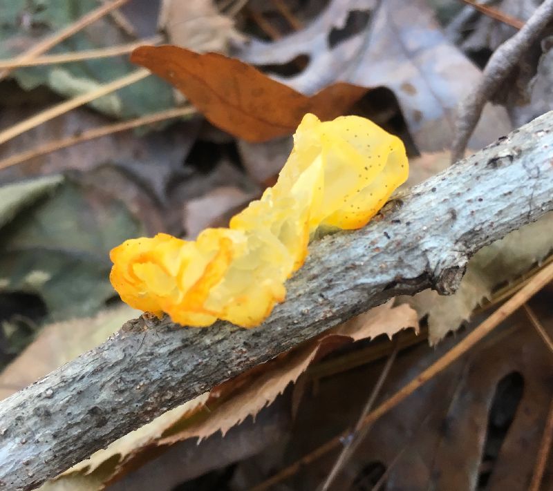 Tremella mesenterica image