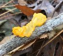 Tremella mesenterica image