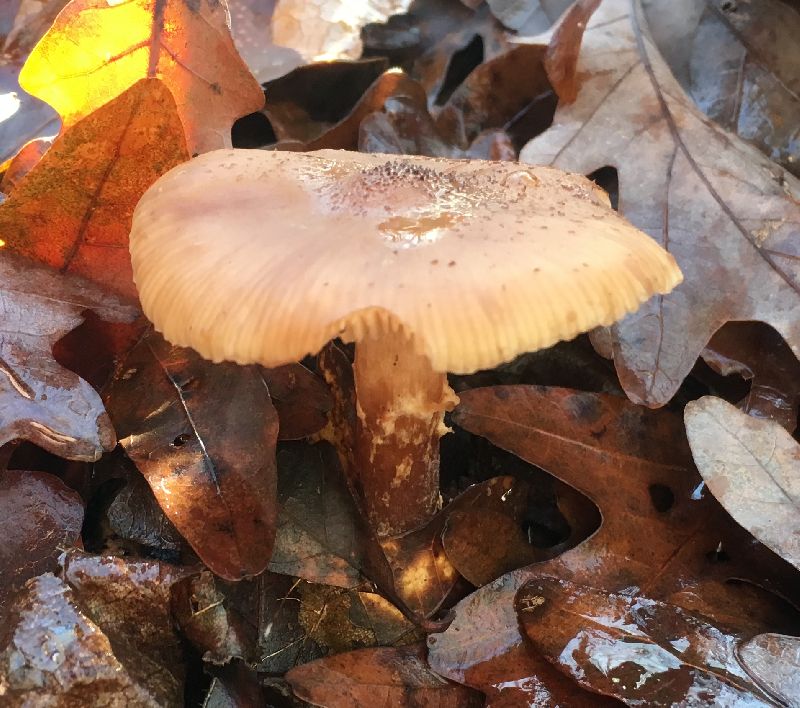 Armillaria gallica image