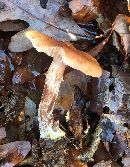 Armillaria gallica image