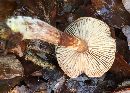 Armillaria gallica image