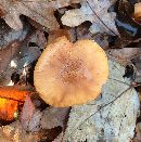 Armillaria gallica image