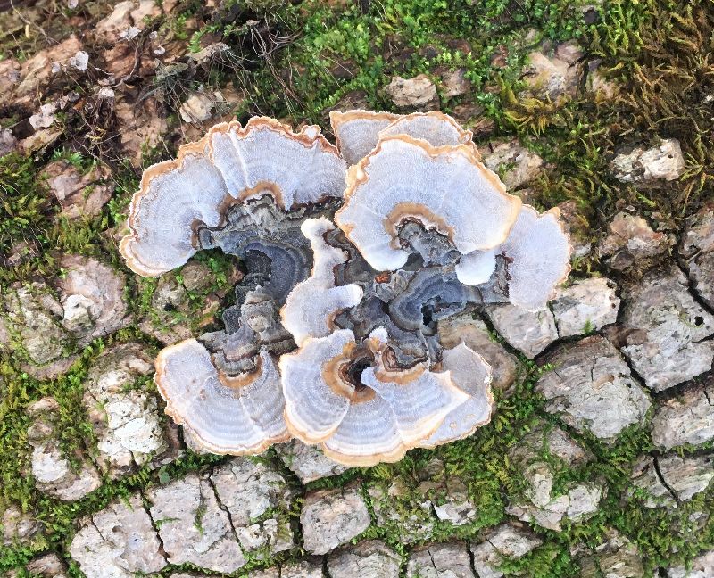 Trametes versicolor image