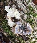 Trametes versicolor image