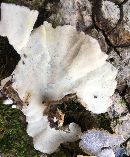 Trametes versicolor image