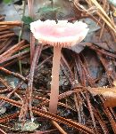 Mycena pura image