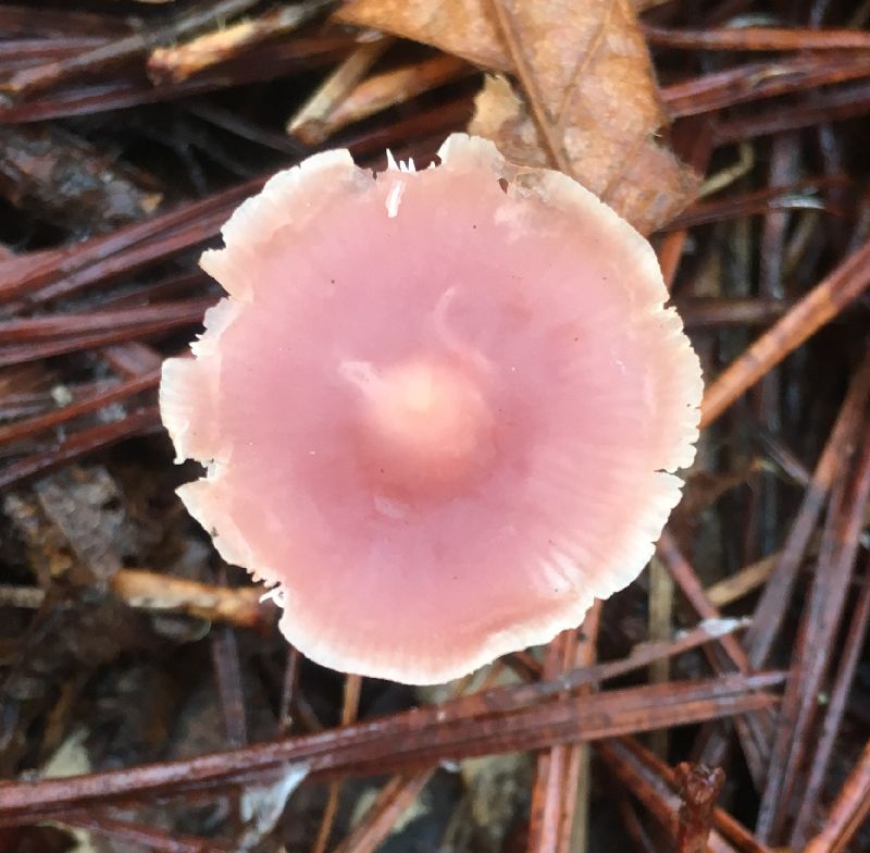 Mycena pura image