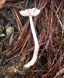 Mycena pura image