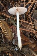 Pluteus cervinus image