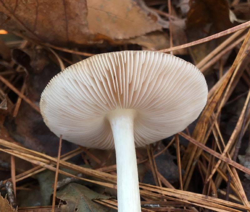 Pluteus cervinus image