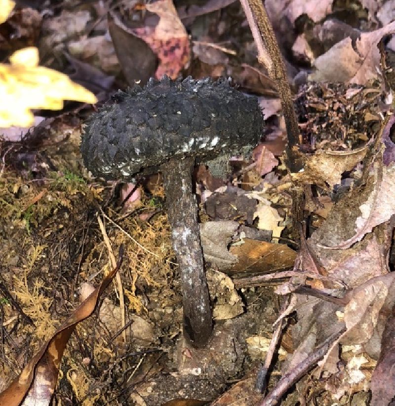 Strobilomyces strobilaceus image