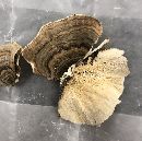 Trametes versicolor image