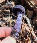 Cortinarius violaceus image